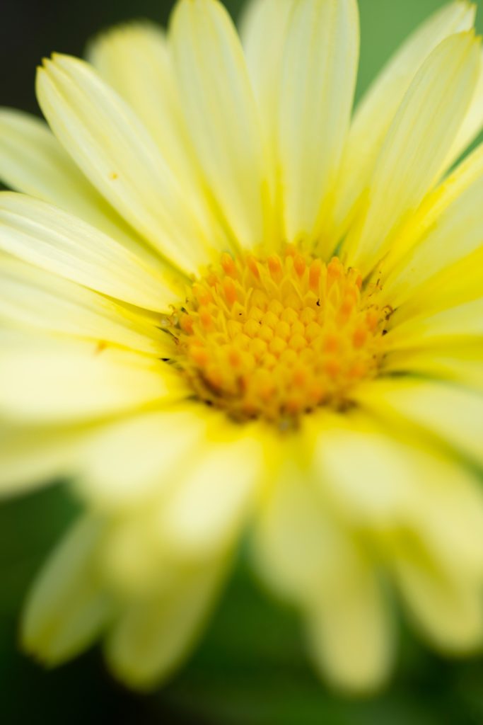 Grieving the Loss of Hope